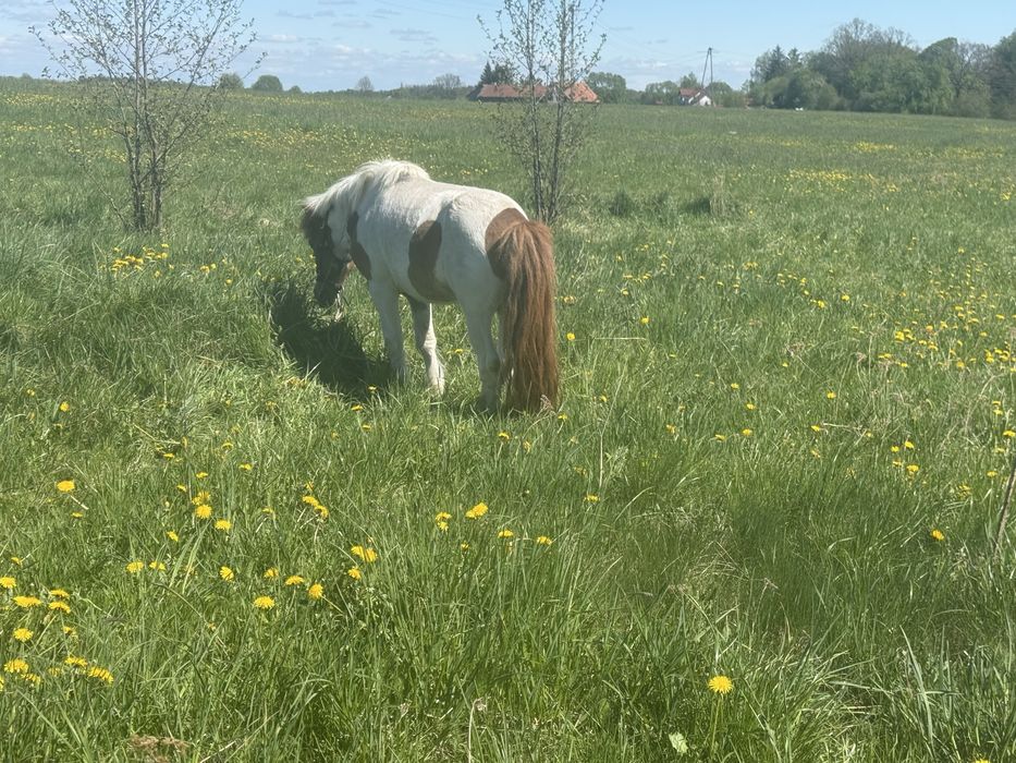 Zamienię lub sprzedam ogierka z licencją
