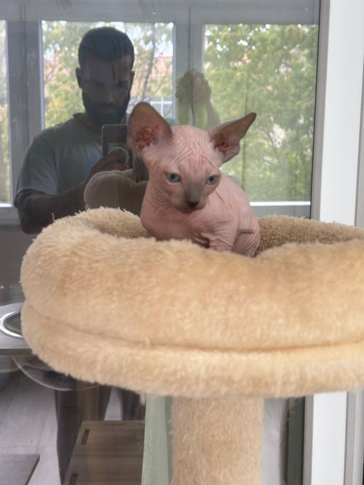 Canadian Sphynx