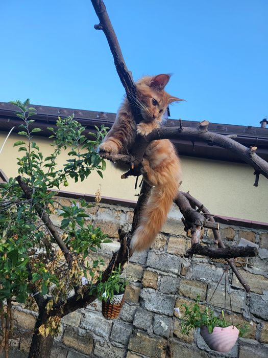 Прекрасные котята Мейн-кун с питомника