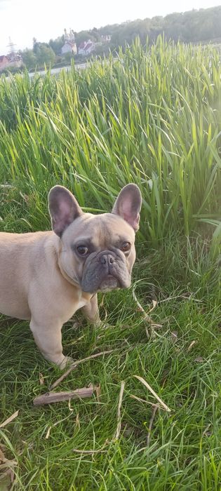 Французький бульдог на в'язку