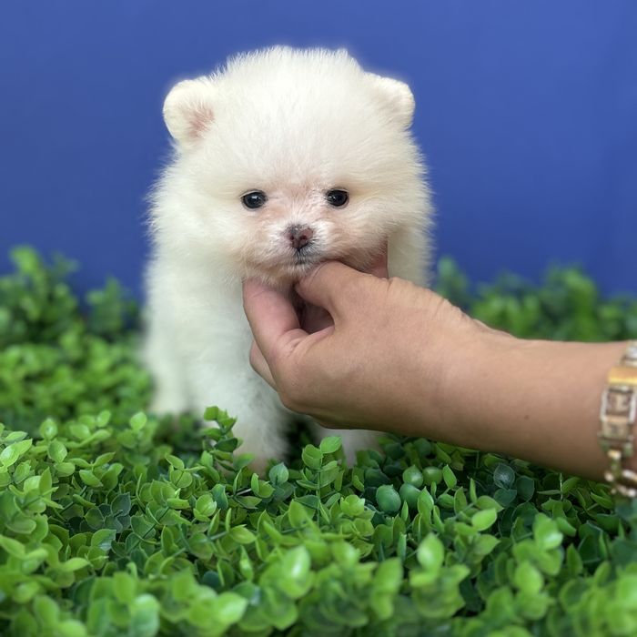 ляльковий ведмедик шоу класса