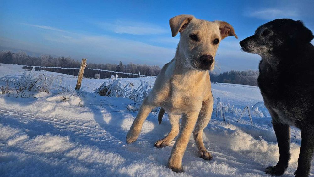 Adopcja szczeniąt - szukamy najlepszych domów
