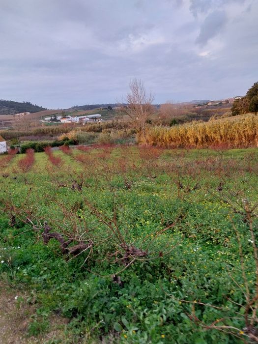 Terreno com árvores fruto