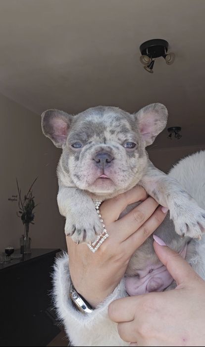Bulldog francês Qualidade macho Lilac