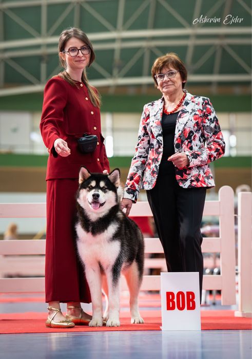 Zapowiedź miotu Alaskan Malamute – Sassenach of Joniec FCI