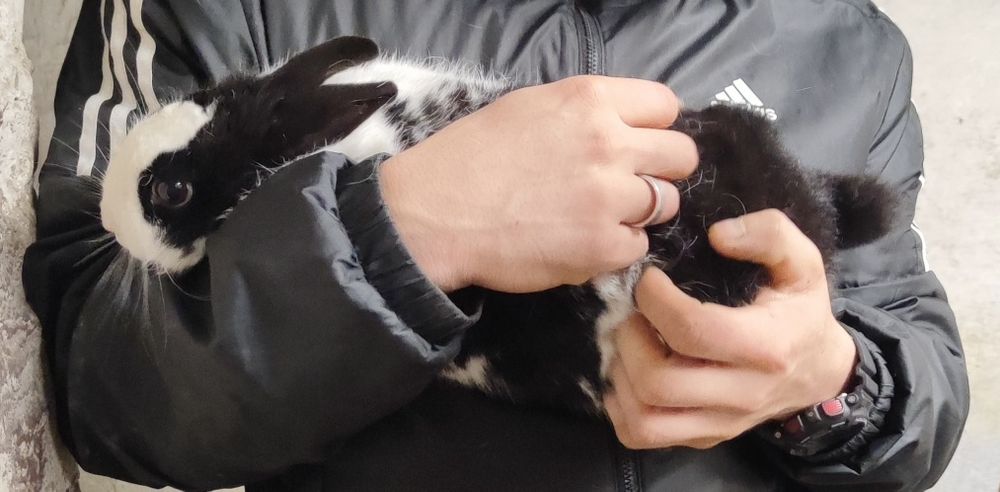 Króliczek miniaturka samiczka szuka domu