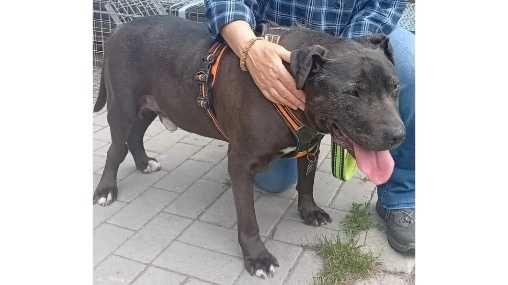 Amstaff- GRZECZNY,domowy, SPOKOJNY (adopcja)
