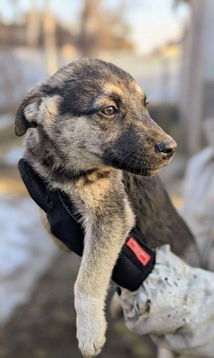 Метис хаскі віддам