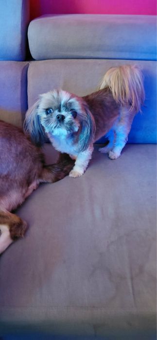 Felek i Coko szukają domku