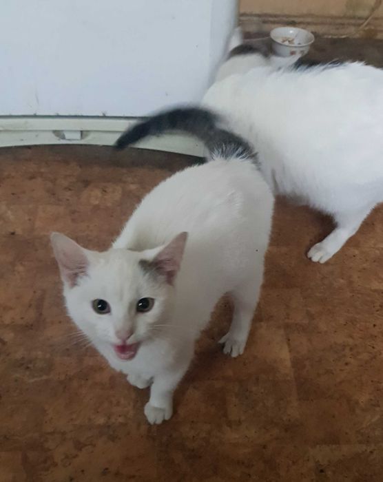 Lucuś kocurek do adopcji