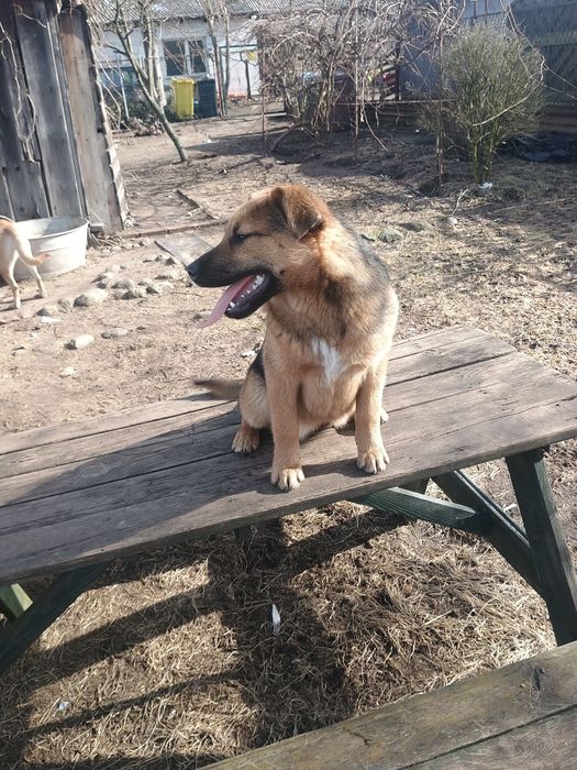 Oddam pieska w dobre ręce