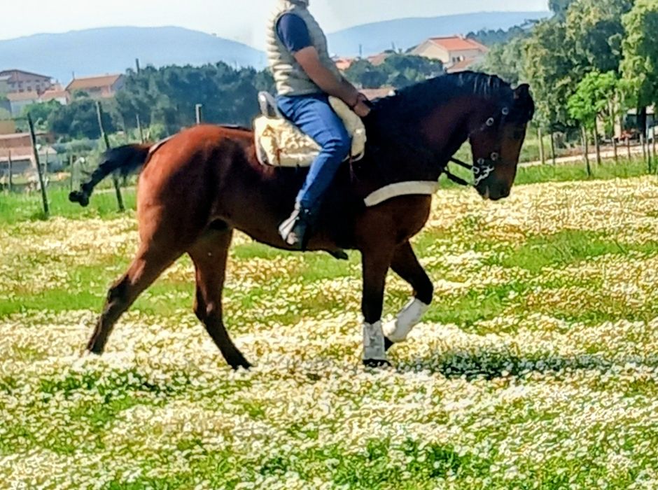 Cavalo castrado 6 anos  bem montado muito mansinho