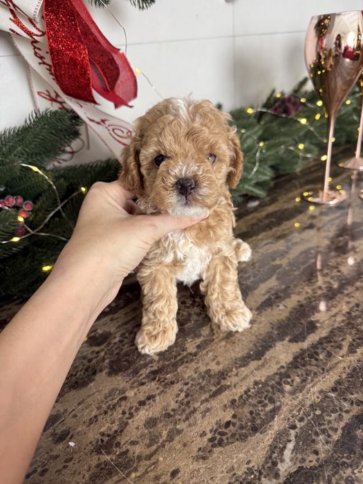 Крамельні бебі фейс мальтіпу