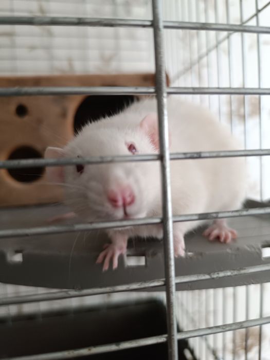 Віддам в добрі руки 2 пацюків