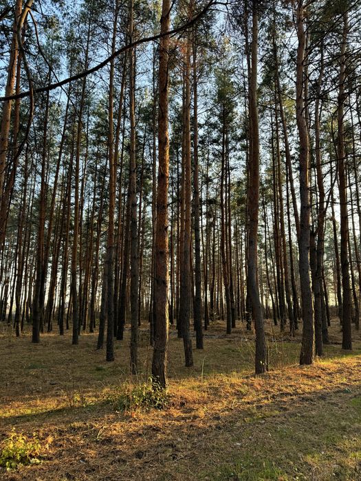 Продам участок 10 соток в сосне.