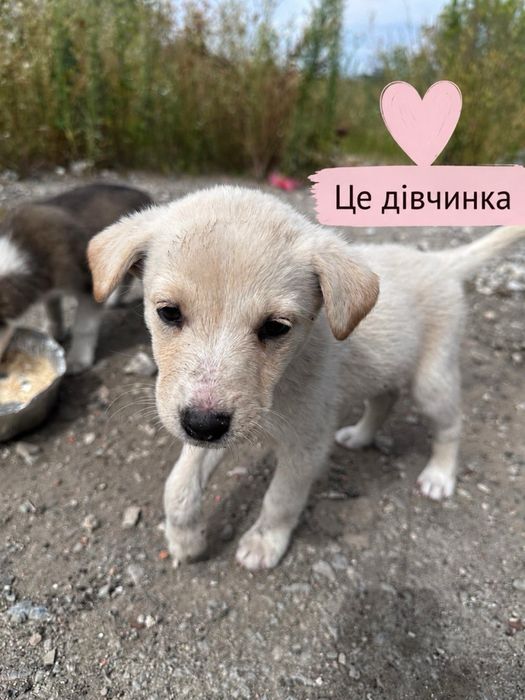 Цуценя шукають дім! Хлопчики та дівчатка