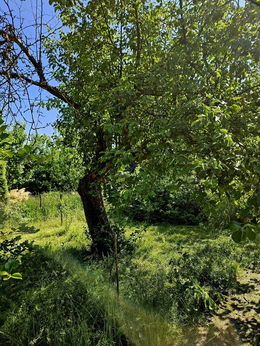Działka ROD, im. Adama Mickiewicza, Warzywna 5, Pabianice 400 m² - Widok 3