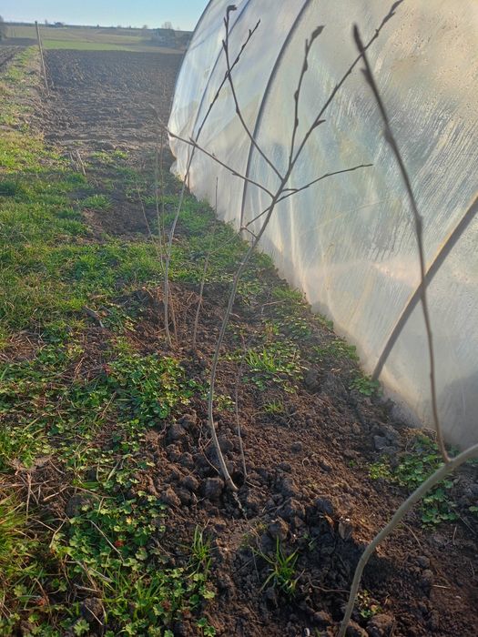 Młode sadzonki aronii