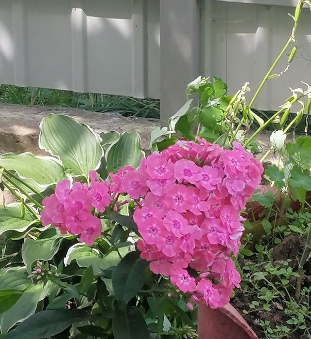 Продам сфероцефалон, аліум, айстра альпійська ромашка синя, морозник