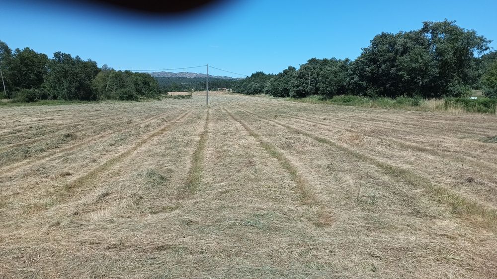 Feno, palha, silagem para venda