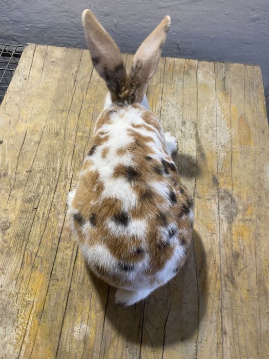 Rex trójbarwny, samczyk, królik