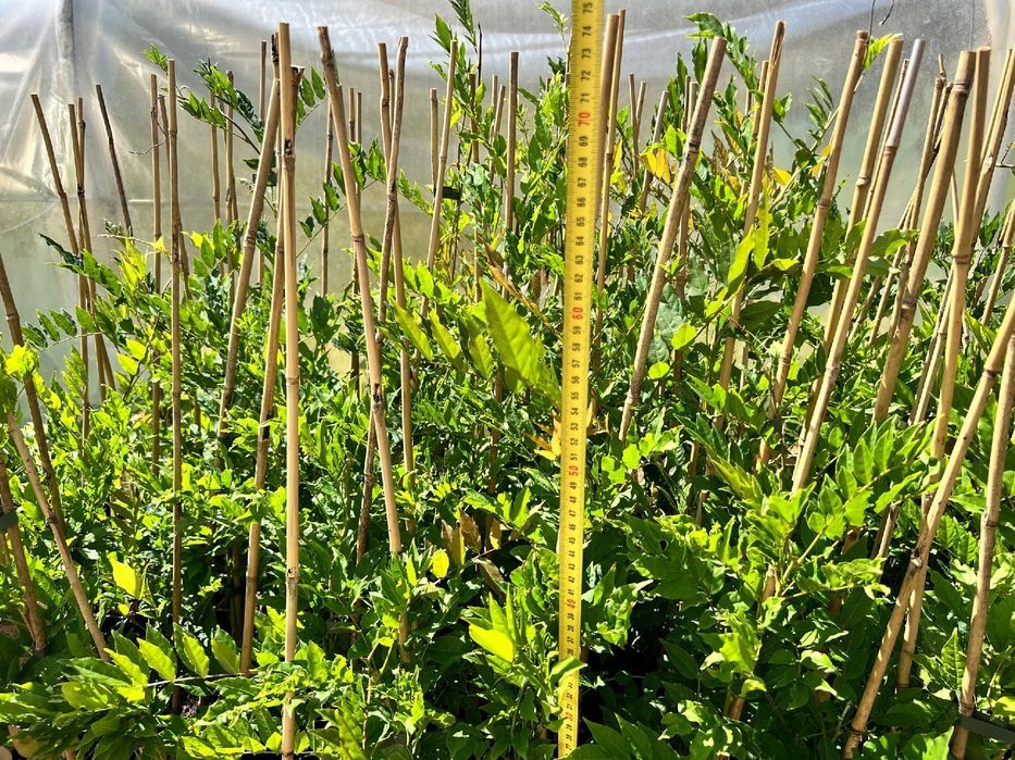 Glicynia kwiecista 'Ludwik Lawin' (Wisteria floribunda) Ludwig 2L