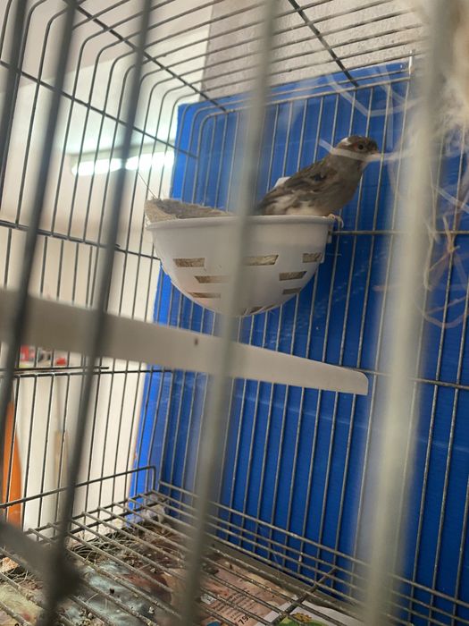 LER DESCRIÇÃO! vendo canarios! e gaiolas, dispenso tudo !