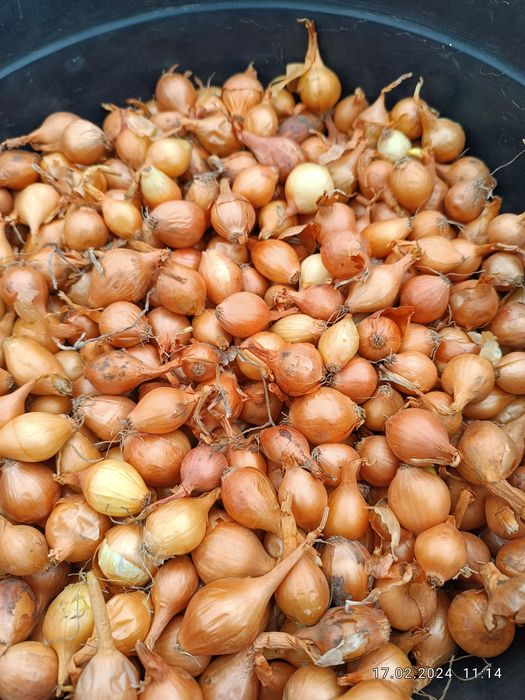 Лук - севок,  сотр - Штутгарт