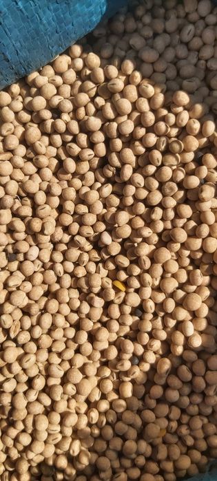 Łubin niebieski słodki wąsko listny