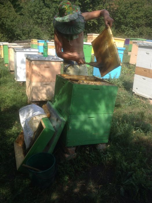 Пчелопакеты Бакфаст