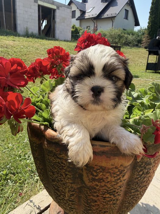 Shih-Tzu słodziutki piesek gotowy do odbioru!!