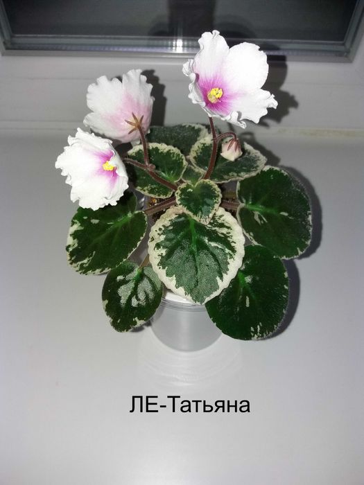 Фиалки сортовые, листья, цветущие. Сенполии