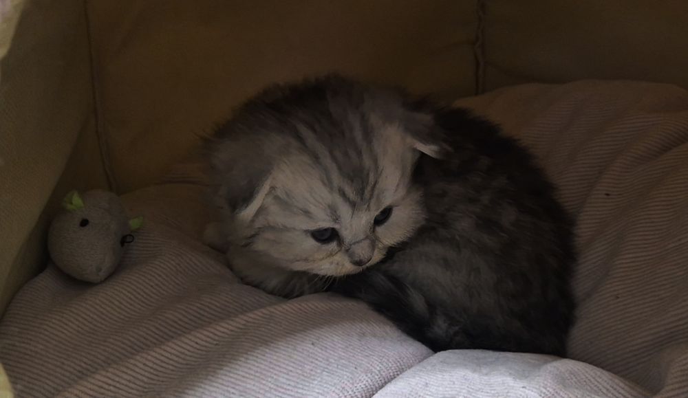 Шотландские котята вислоушки и прямоушки 3 девочки и мальчик