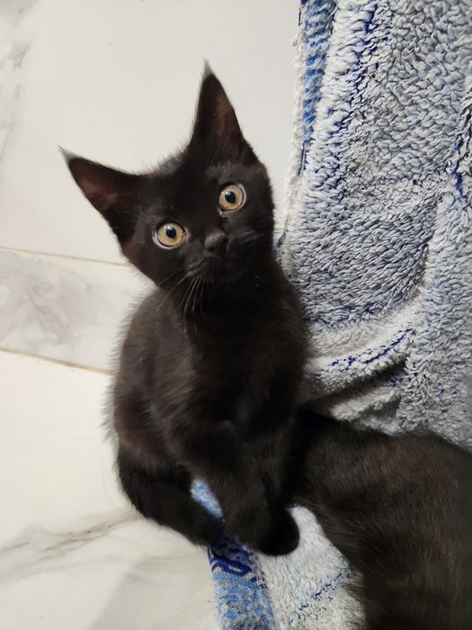 Отдам красивого котенка срочно