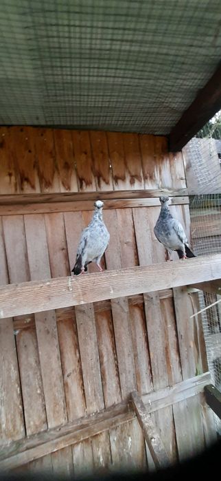 Para szeków pergole 25