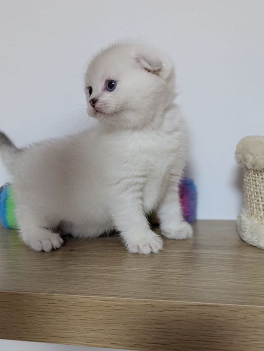 Kot rasy Scottish Fold, rodowód