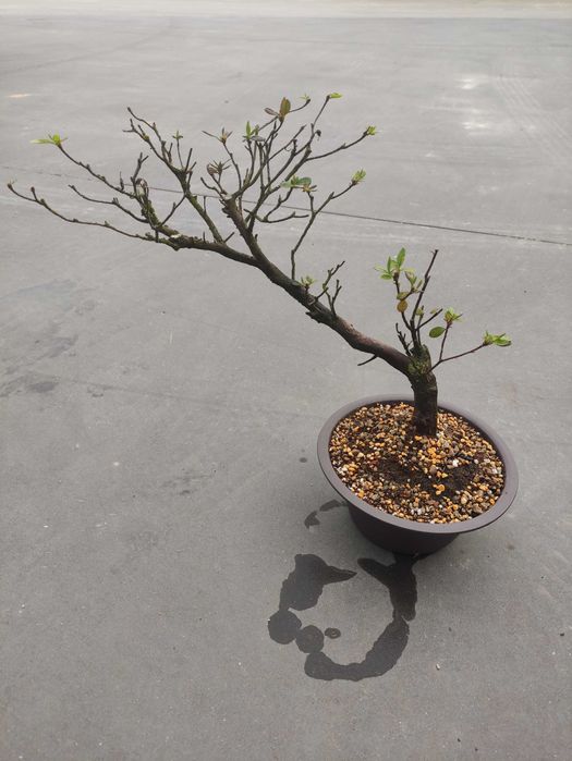 Pré Bonsai Azalea