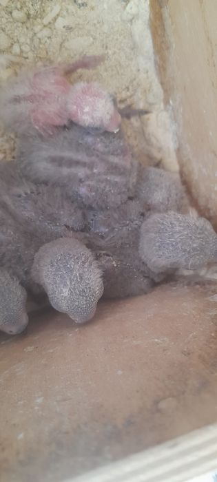 Agapórnis  para domesticar