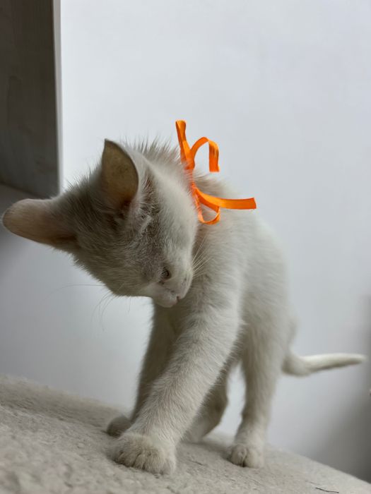 Віддамо кошеня у добрі руки