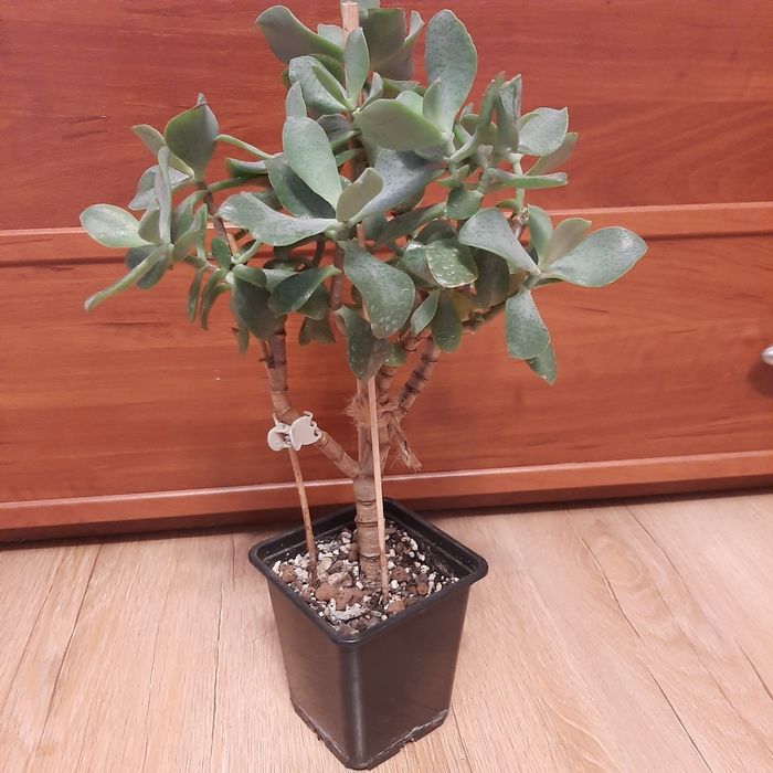 Crassula arborescens Curly Green,  duże drzewko