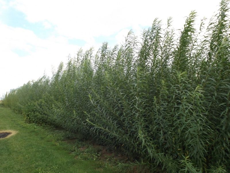 Do sprzedania polecam 1000 sztuk sadzonek wierzby energetycznej Gigant