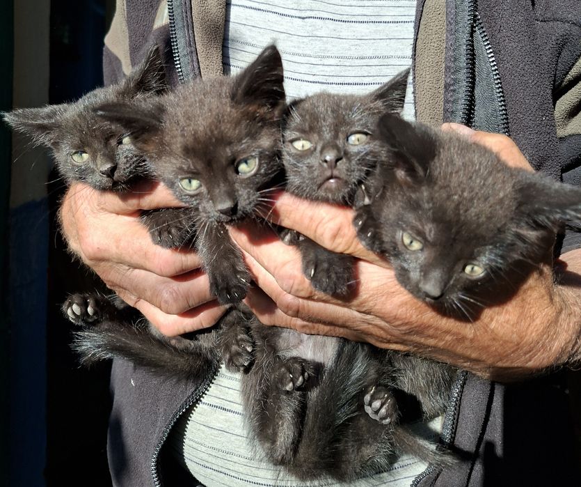 Отдам котят в хорошие руки