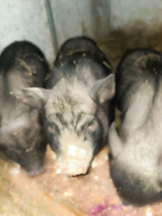 Продам 3 роз місячну свинку вєтнамська порода