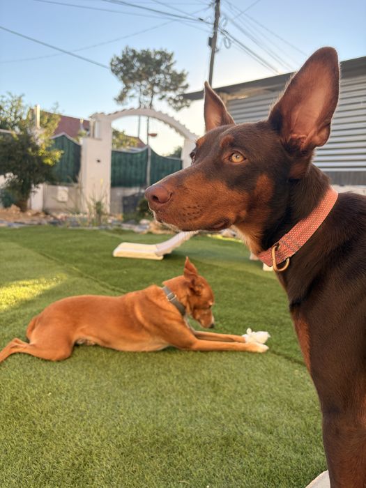 Pet-sitting & estadia familiar