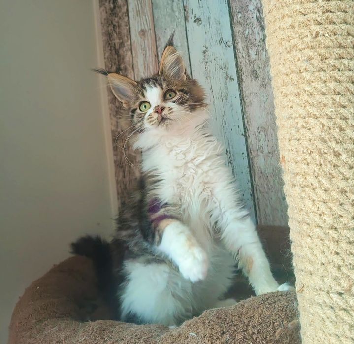 Rodowód FPL - Piękna Kotka Maine Coon  - dostępna w połowie lutego