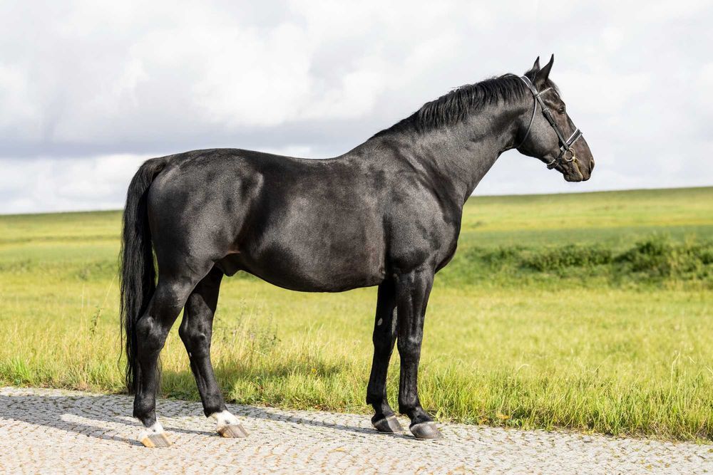 stanówka ogier śląski IZERT II