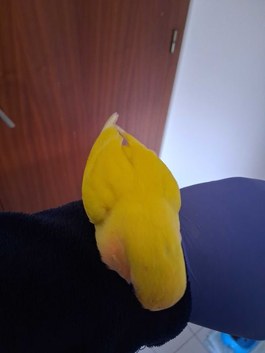 Agapornis Rosicolis criado a mao