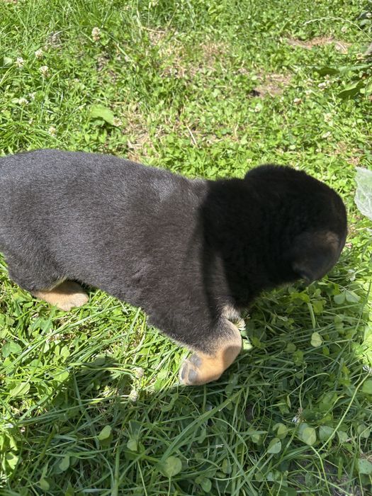 Szczeniaki do adopcji