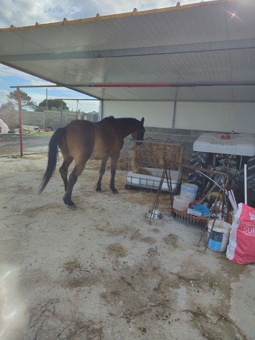 Cavalo muito bonito e meigo
