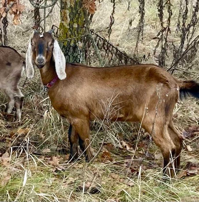 Продаеться стадо кіз.